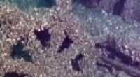 ‘Ghost ship’ missing since 1886 found in Lake Michigan