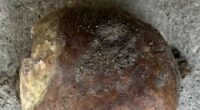 A 4,270-year-old human skull has been found in Indiana