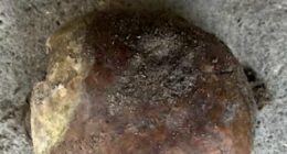 A 4,270-year-old human skull has been found in Indiana