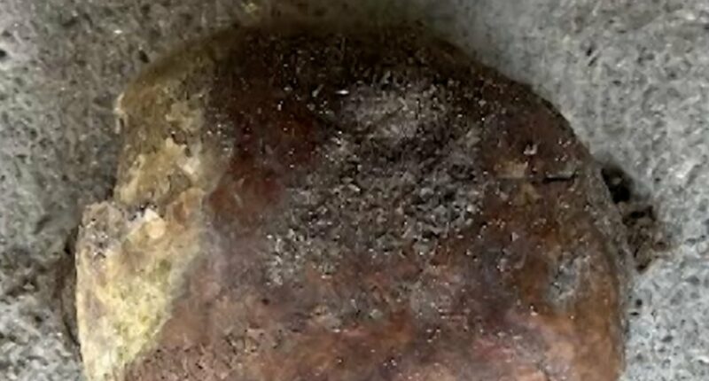 A 4,270-year-old human skull has been found in Indiana