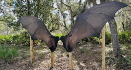 A trail of wings and nature in Volusia County expands with bat wing mural for picture-taking
