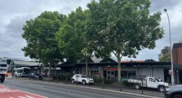Aden Barclay claims these plane trees along Military Road in Neutral Bay are making him and other locals sick.