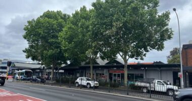 Aden Barclay claims these plane trees along Military Road in Neutral Bay are making him and other locals sick.