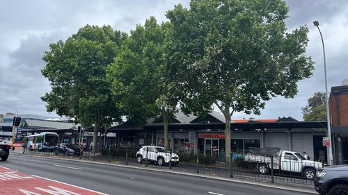 Aden Barclay claims these plane trees along Military Road in Neutral Bay are making him and other locals sick.