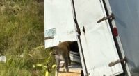 'Aggressive' research monkey on the loose after truck crash in Mississippi