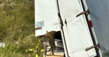'Aggressive' research monkey on the loose after truck crash in Mississippi