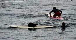 Aggressive sea otter steals surfboard off Santa Cruz, California coast, bites surfer; water rescue ensues