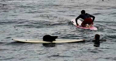 Aggressive sea otter steals surfboard off Santa Cruz, California coast, bites surfer; water rescue ensues