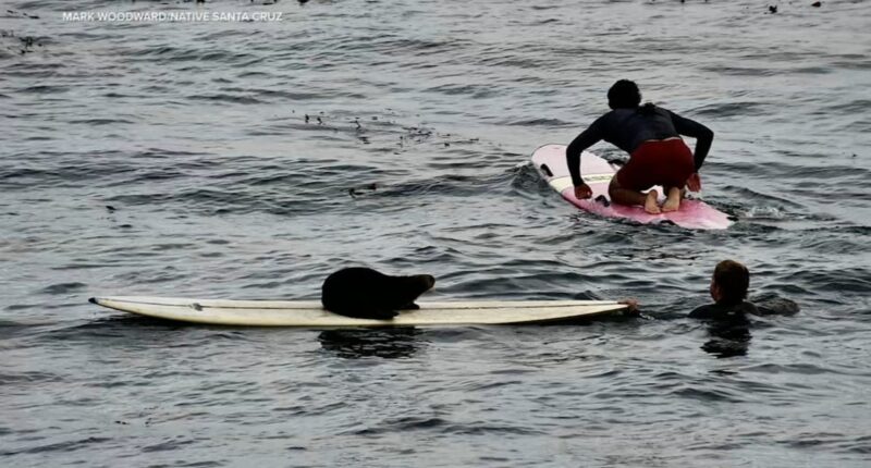 Aggressive sea otter steals surfboard off Santa Cruz, California coast, bites surfer; water rescue ensues
