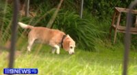 Armed intruder busted by pet beagle in Adelaide