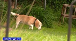 Armed intruder busted by pet beagle in Adelaide