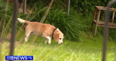 Armed intruder busted by pet beagle in Adelaide