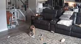dog runs away after battery ignites in flames