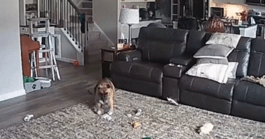 dog runs away after battery ignites in flames