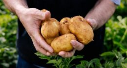 Australians are being hit with a potato shortage after growers experienced what they said has been one of the toughest seasons in a decade. ï»¿