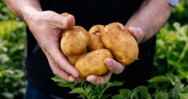 Australians are being hit with a potato shortage after growers experienced what they said has been one of the toughest seasons in a decade. ï»¿