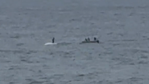 Authorities are investigating a shocking video of a person standing on top of a dead humpback whale south of Sydney.