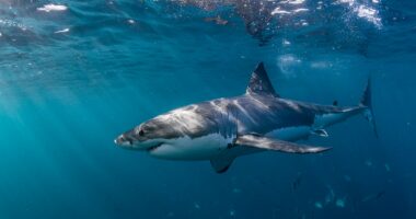 Beach bliss turns chaotic as shark lunges at snorkeler: 'He could have ripped my arm off'