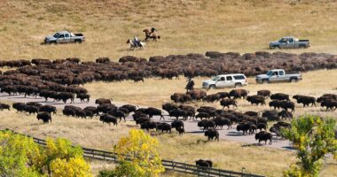 Bison's mysterious new behavior foretells major shift across the US
