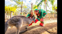 Busch Gardens Tampa Bay Christmas Town returns with dazzling lights, new shows