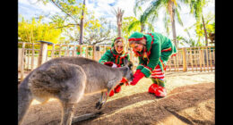 Busch Gardens Tampa Bay Christmas Town returns with dazzling lights, new shows