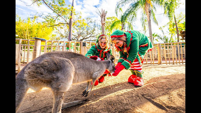 Busch Gardens Tampa Bay Christmas Town returns with dazzling lights, new shows