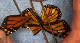 Butterfly gets second chance to fly after wing transplant