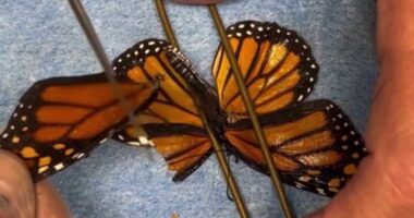 Butterfly gets second chance to fly after wing transplant
