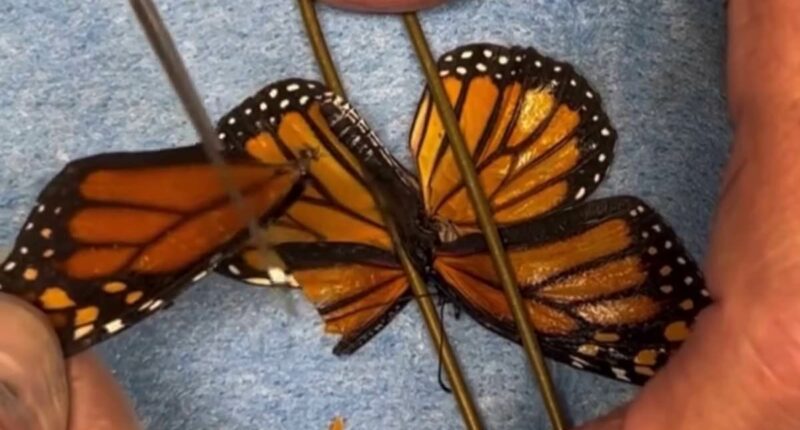 Butterfly gets second chance to fly after wing transplant