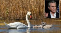 Californians urged to take up arms to deal with 'destructive' species