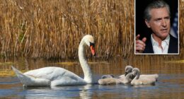 Californians urged to take up arms to deal with 'destructive' species