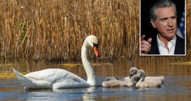 Californians urged to take up arms to deal with 'destructive' species