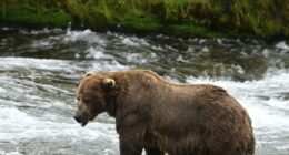Chunk, a 1,200-pound bear with a broken jaw, wins Fat Bear Week contest