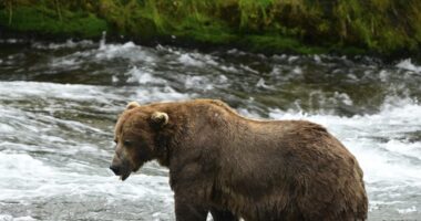 Chunk, a 1,200-pound bear with a broken jaw, wins Fat Bear Week contest