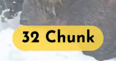 Chunk named top "Fat Bear" of 2025