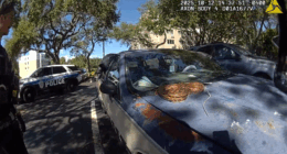 Clearwater police remove 5-foot boa constrictor from woman's car: 'Another day in Florida'
