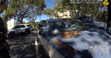 Clearwater police remove 5-foot boa constrictor from woman's car: 'Another day in Florida'