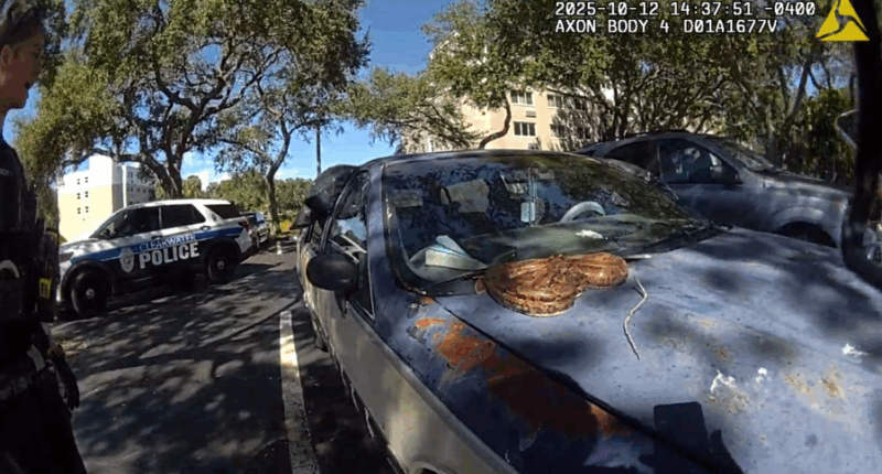 Clearwater police remove 5-foot boa constrictor from woman's car: 'Another day in Florida'