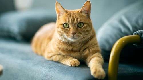Council introduces cat law with owners facing household limit and $300 fine