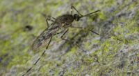 Crisis alert as world's most dangerous pest invades previously safe territory