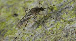 Crisis alert as world's most dangerous pest invades previously safe territory