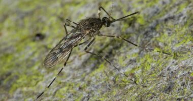 Crisis alert as world's most dangerous pest invades previously safe territory