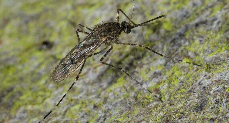 Crisis alert as world's most dangerous pest invades previously safe territory