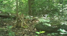 Curbing coyote populations could be lost cause, UGA study finds