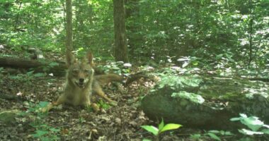 Curbing coyote populations could be lost cause, UGA study finds