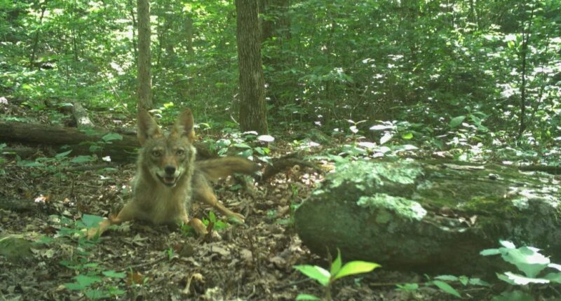 Curbing coyote populations could be lost cause, UGA study finds
