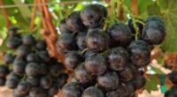 Dietitian says 'superfruit' new to UK 'supports weight loss'