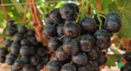 Dietitian says 'superfruit' new to UK 'supports weight loss'