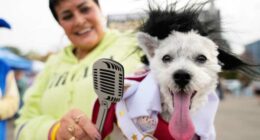 Dozens of costumed canines get their chance to trick-or-treating at Howloween event in Michigan