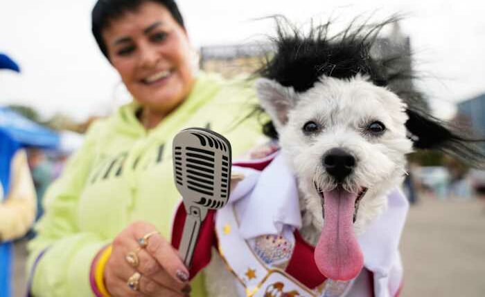 Dozens of costumed canines get their chance to trick-or-treating at Howloween event in Michigan